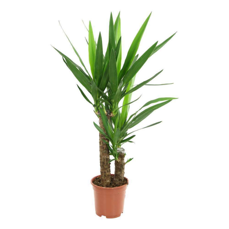 Yucca : 2 cannes H. 80cm