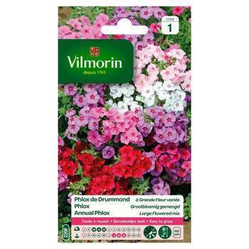 Phlox de drummond grande fleur variée, sachet