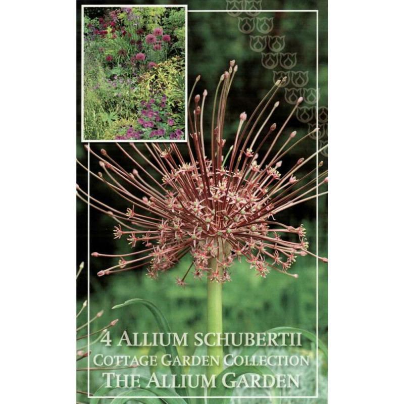 Bulbes d'alliums schubertii - x4