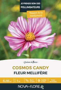 Cosmos Candy : graines