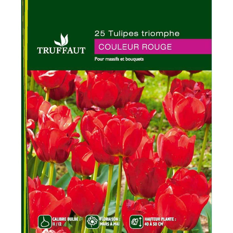 Tulipes rouges 11/12 x25