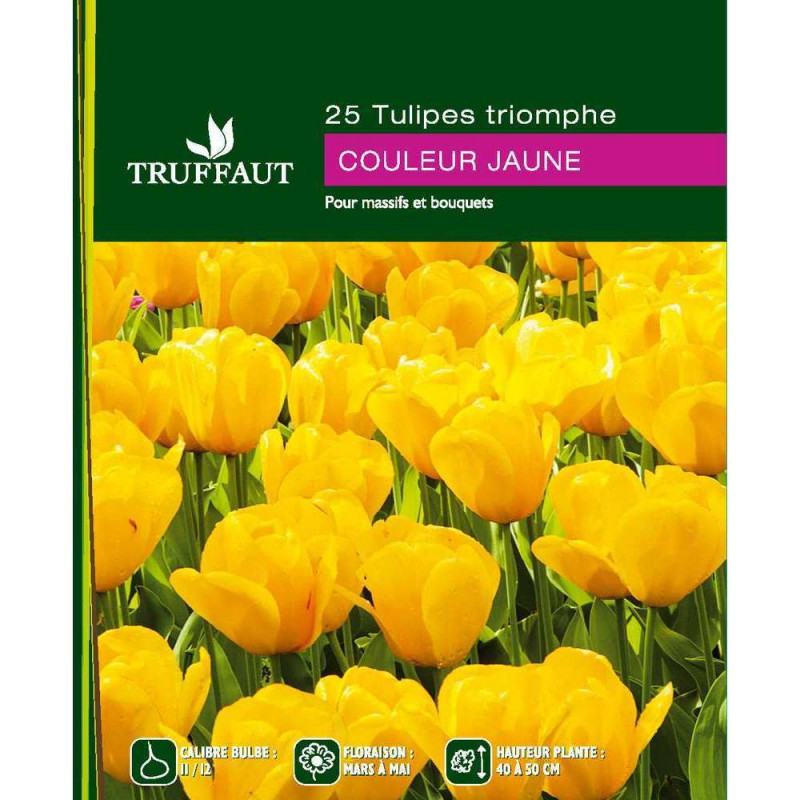 Tulipes jaunes 11/12 x25