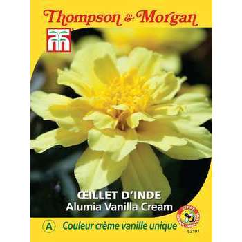 Oeillet d'Inde Vanilla Cream