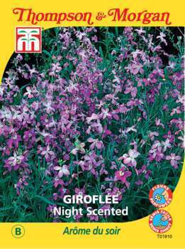 Giroflée Night Scented graines en sachet