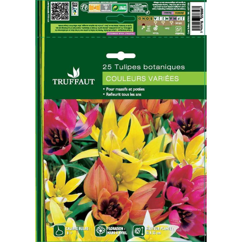 Tulipes botaniques mix x25 : calibre 6+