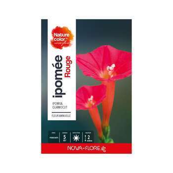 Ipomée quamoclite  : rouge