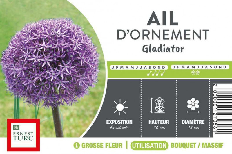 Allium GLADIATOR 20/+