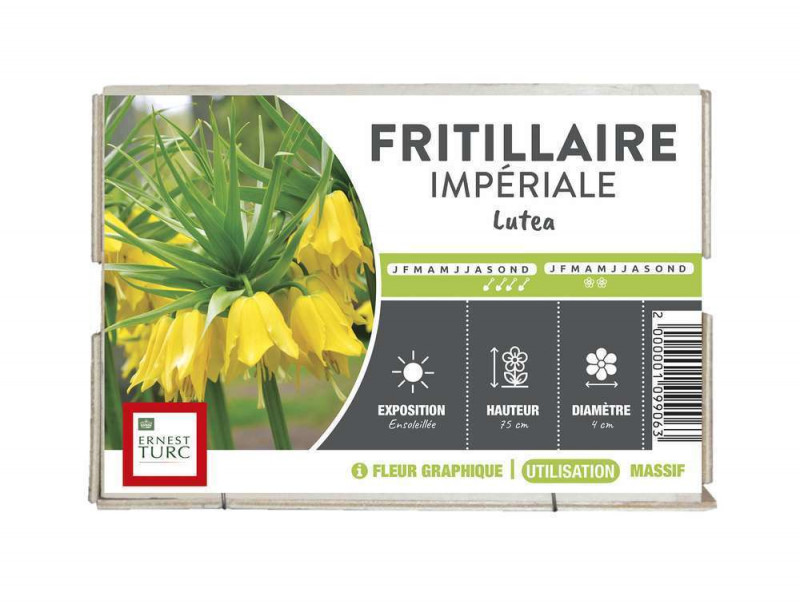 Bulbe de fritilaire imperiale 'Lutea' - x1