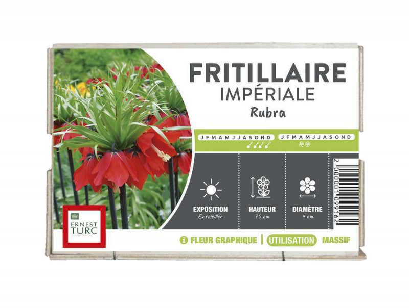 Fritillaire Imperiale Rubra : cal 24.