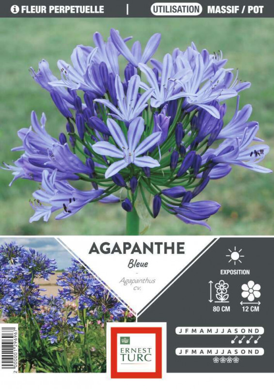 Agapanthe bleue : bulbe