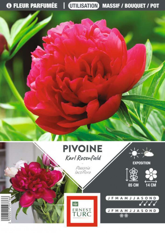 Bulbe de pivoine 'Karl Rosenfeld' - x1