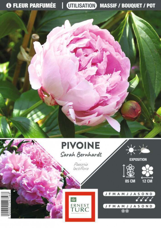 Bulbe de pivoine 'Sarah Bernhardt' - x1