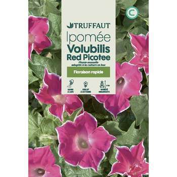 Ipomée red picotee 2 g