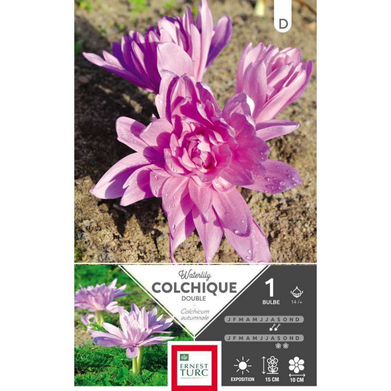 Bulbe de colchique double 'Waterlily' - x1