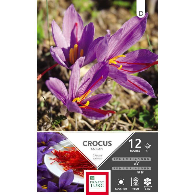 Crocus sativus Safran 8/+, 12 bulbes