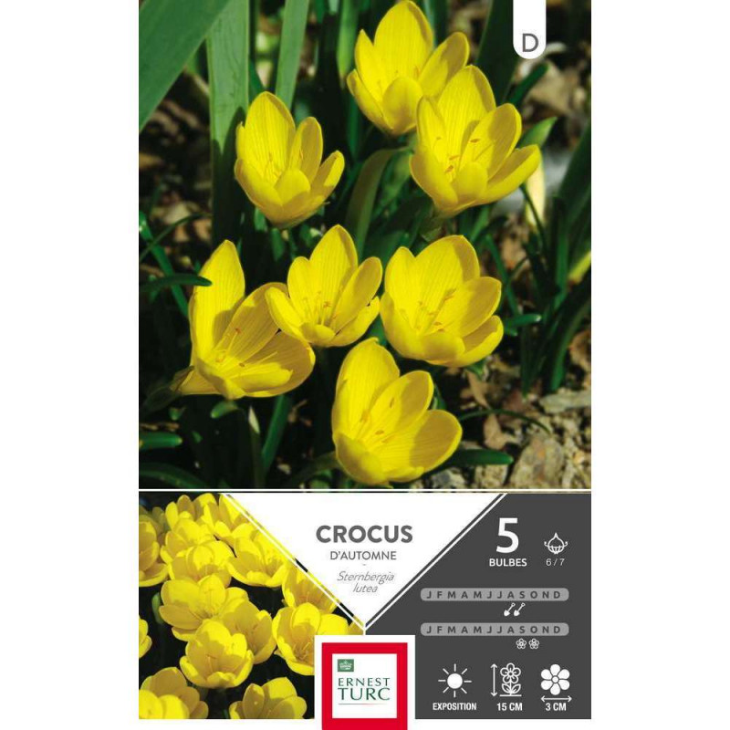 Bulbes de sternbergia lutea - x5