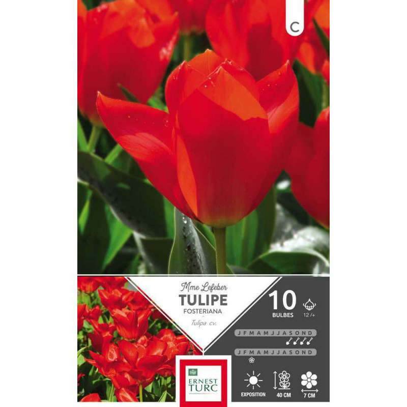 Bulbes de tulipes fosteriana 'Madame Lefeber' - x1