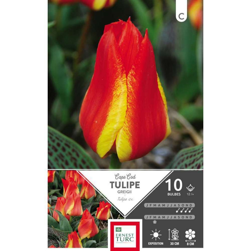 Tulipe greigii Cape Cod 12/+ : 10 bulbes
