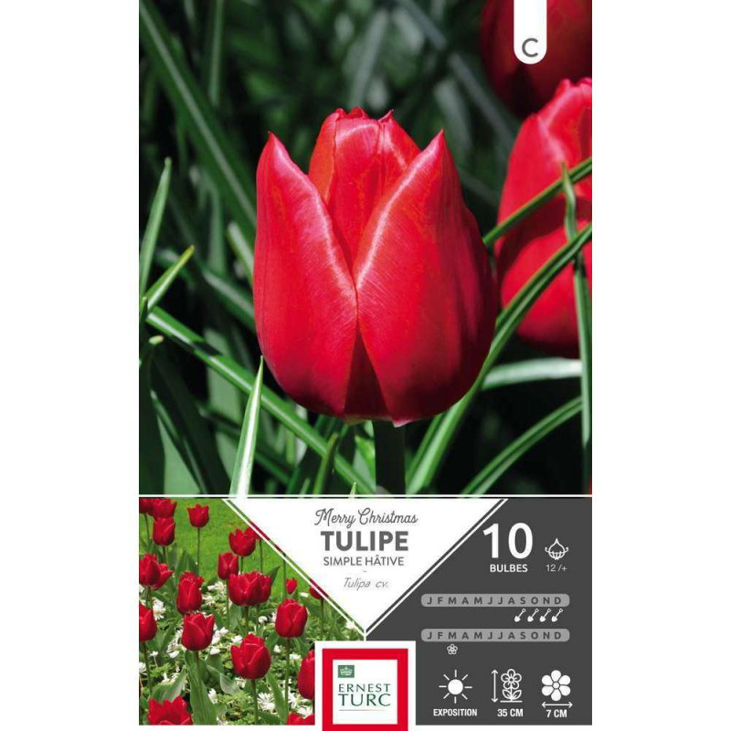 Tulipe simple hâtive Merry Christmas 12/+ x10