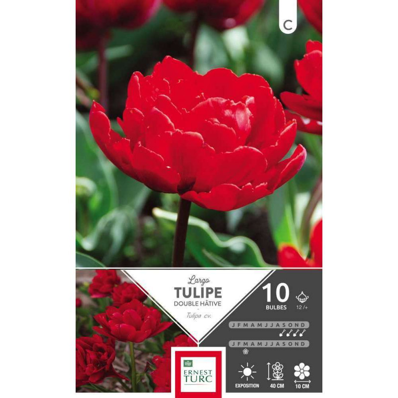 Bulbes de tulipes doubles hâtives 'Largo' - x10