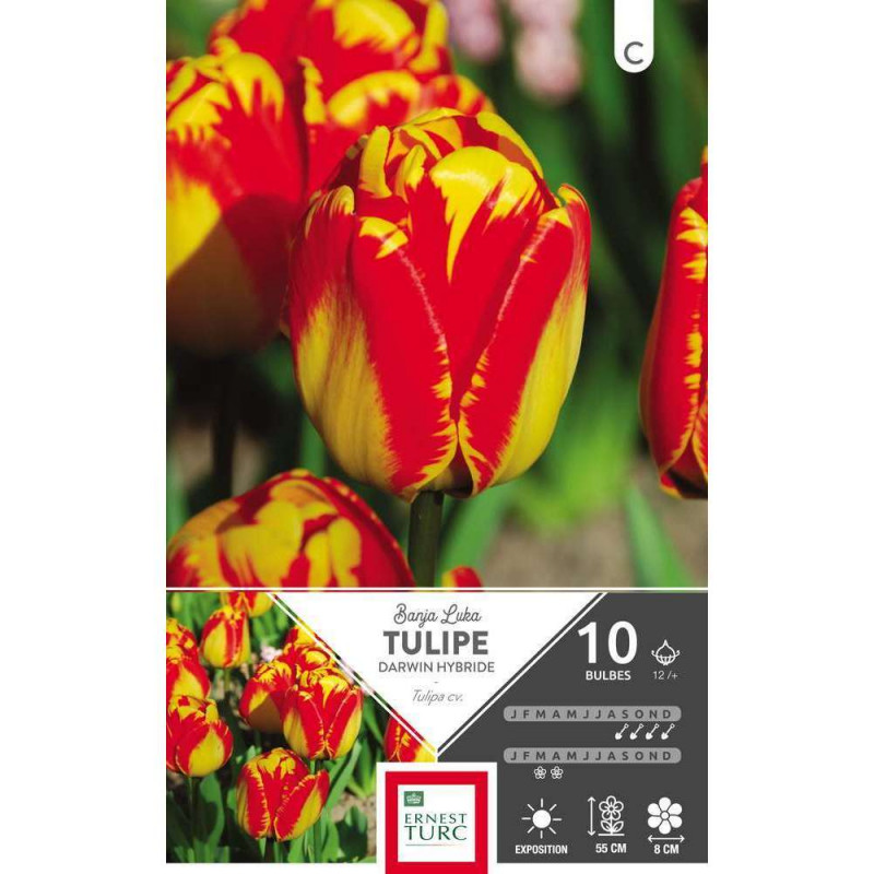 Bulbes de tulipes Darwin 'Banja Luka' - x10