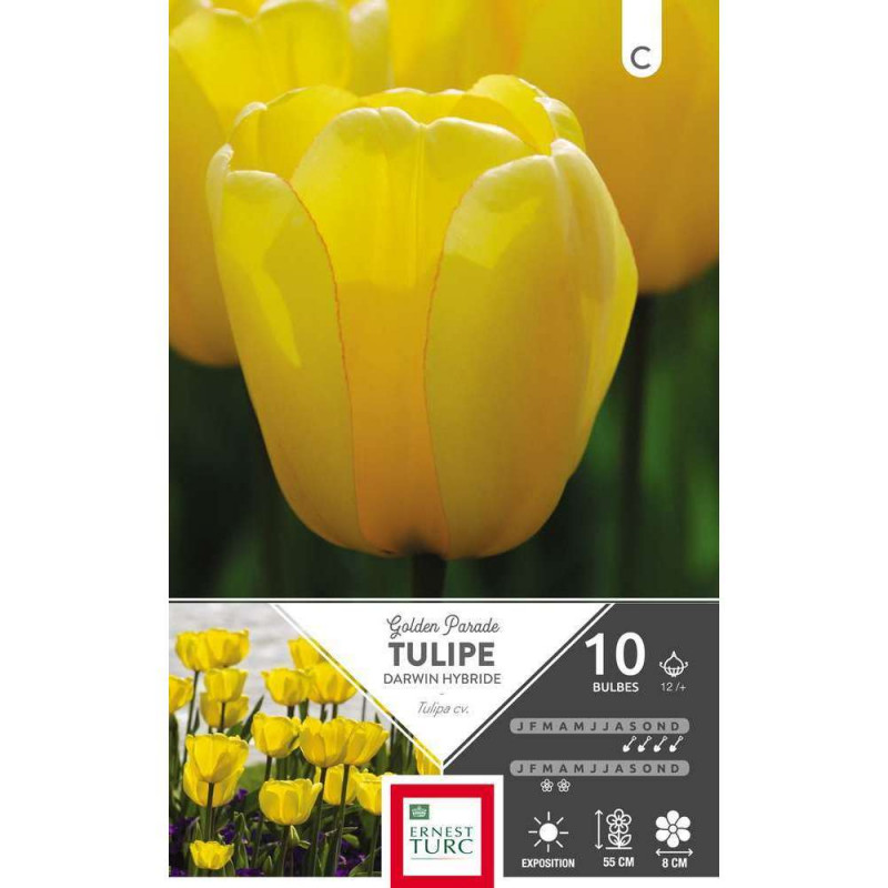 Bulbes de tulipes Darwin 'Golden Parade' - x10