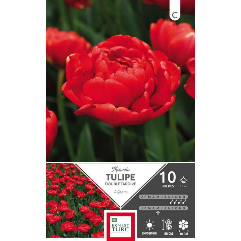 Tulipe double tardive Miranda 12/+ x10