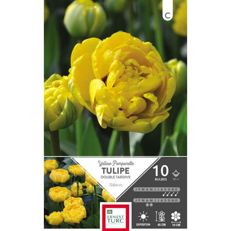 Bulbes de tulipes doubles tardives 'Yellow Pompone