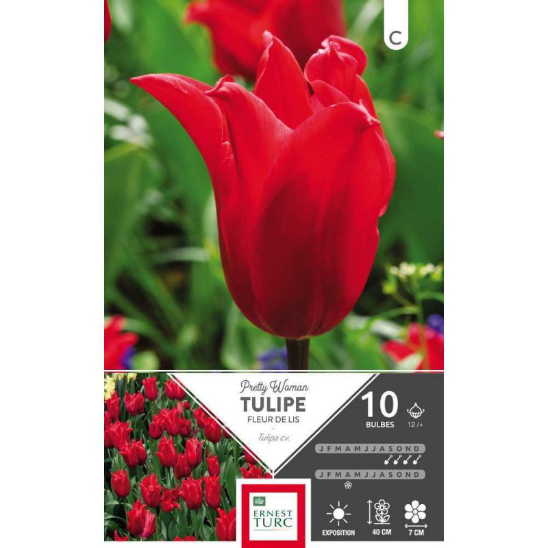 Bulbes de tulipes Fleurs de Lys 'Pretty Woman' - x