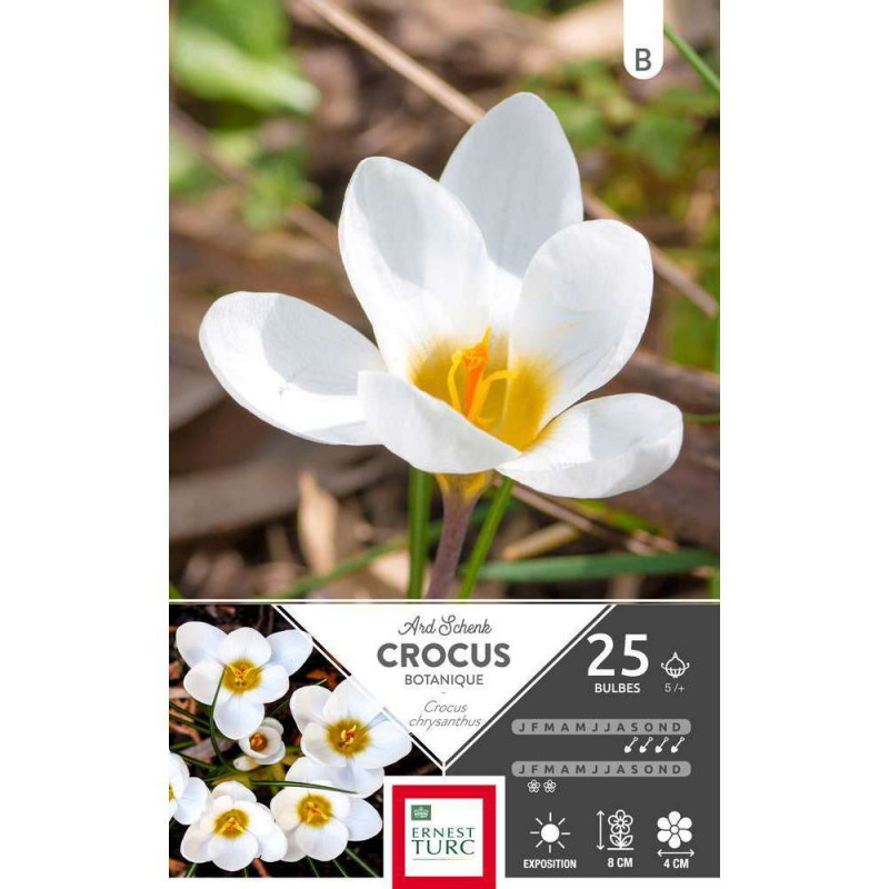 Bulbes de crocus chrysanthus - x25