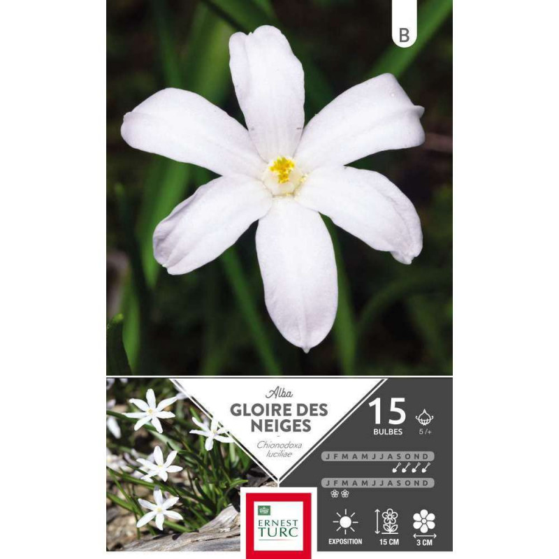Bulbes de chionodoxas luciliae 'Alba' - x15