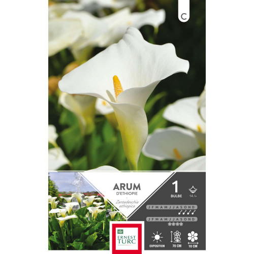Arum D'Ethiopie : cal.14/+