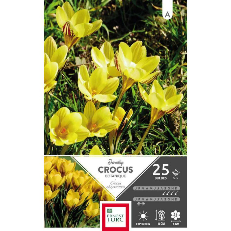 Bulbes de crocus chrysanthus 'Dorothy' - x25