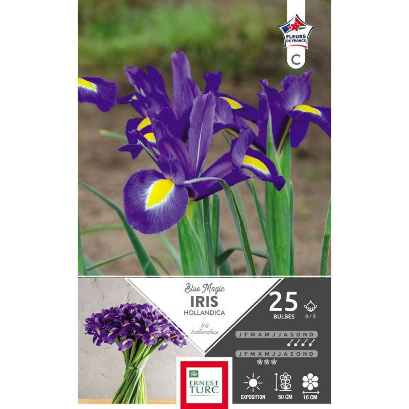Bulbes d'iris de Hollandica 'Blue Magic' - x25
