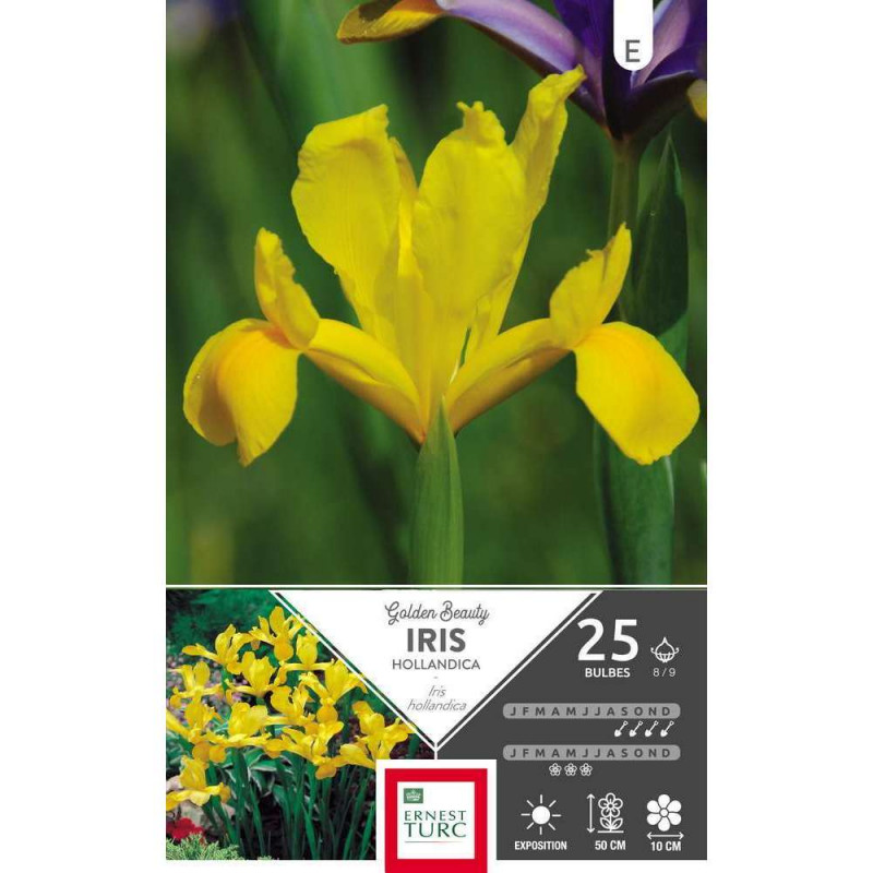 Iris Golden beauty : cal.8/9 x 25