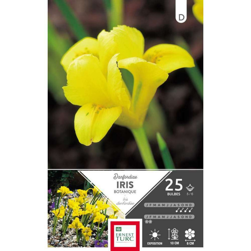 Bulbes d'iris reticulata 'Danfordiae' - x25