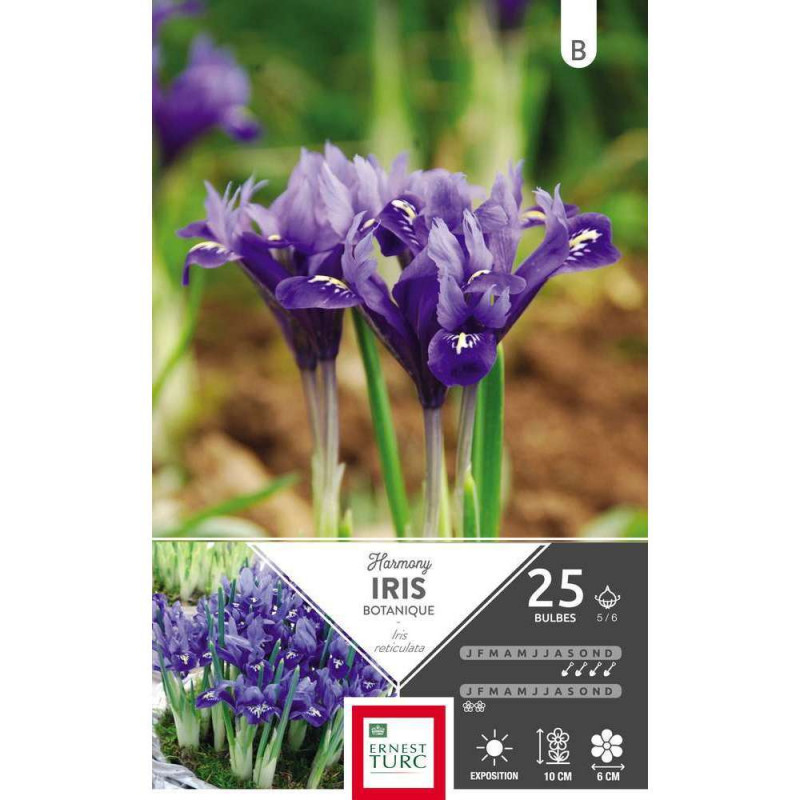Bulbes d'iris reticulata 'Harmony' - x25