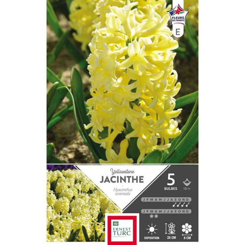 Bulbes de jacinthes de Bretagne 'Yellow Stone' - x