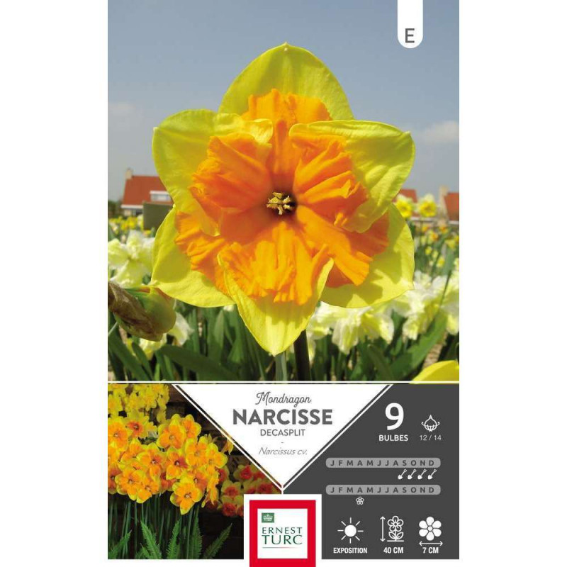 Bulbes de narcisses decasplit 'Mondragon' - x9