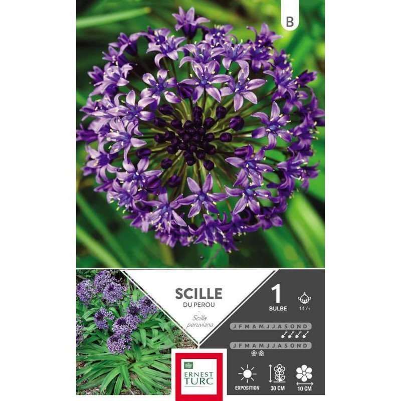 Bulbe de scilla 'Peruviana' - x1