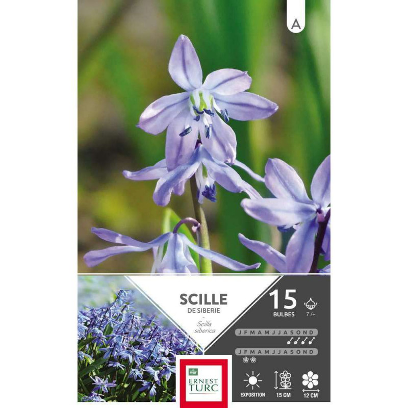 Bulbes de scilla 'Siberica' - x15