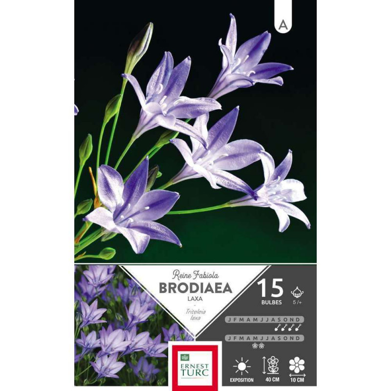 Bulbes de brodiaeas tritelia 'Reine Fabiola' - x15