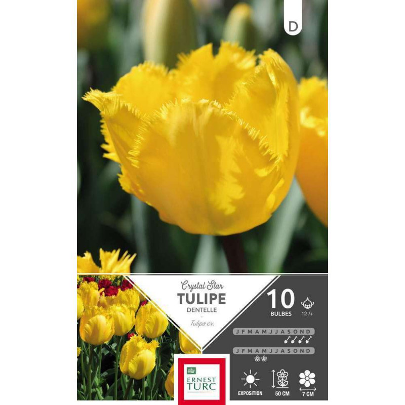Bulbes de tulipes dentelle 'Crystal Star' - x10