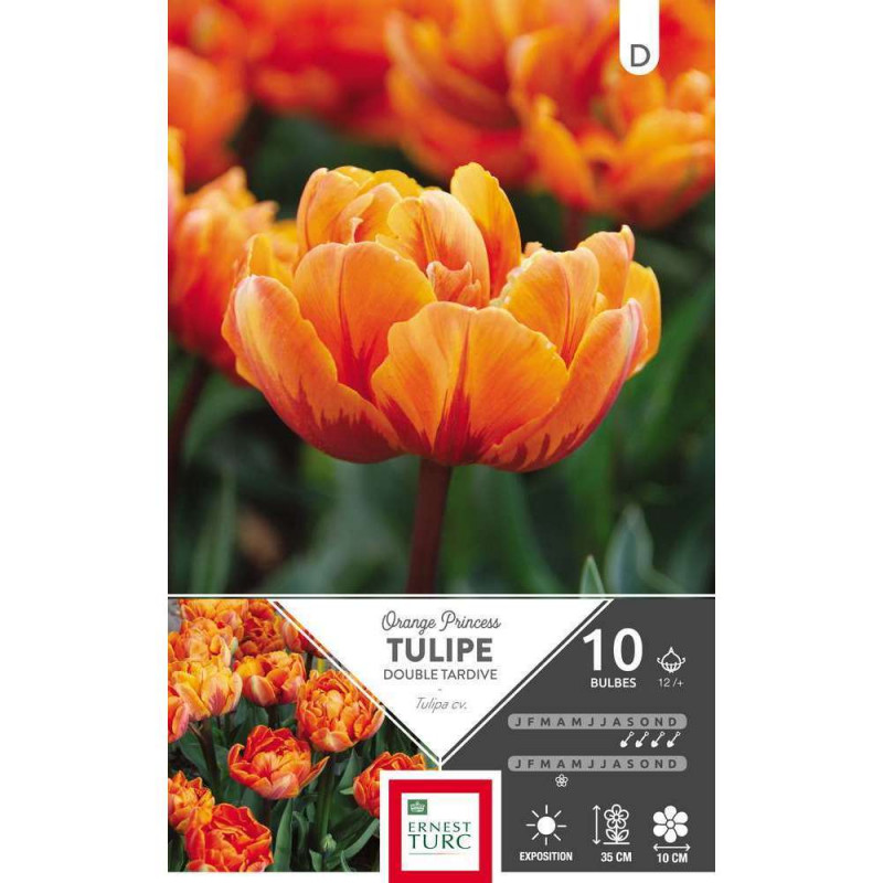 Bulbes de tulipes doubles tardives 'Orange Princes
