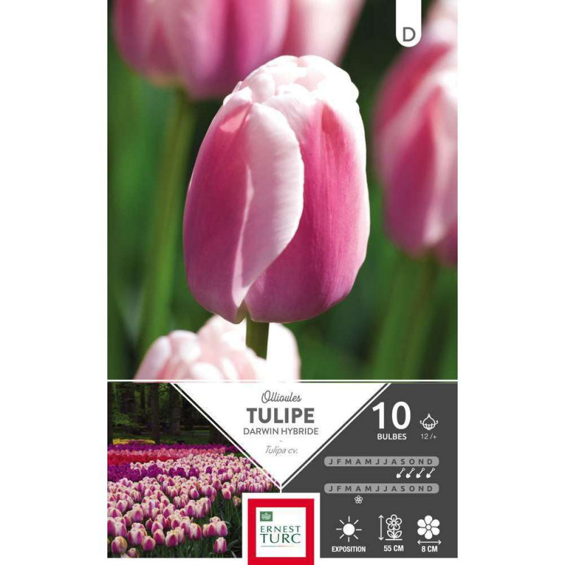 Bulbes de tulipes Darwin 'Ollioules' - x10