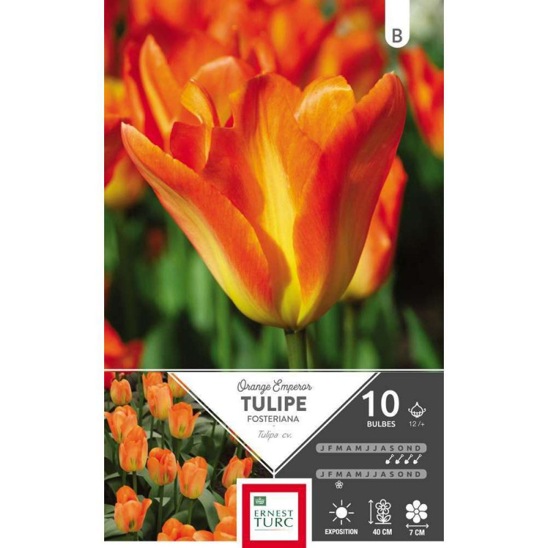 Bulbes de tulipes fosteriana 'Emperor' - x10