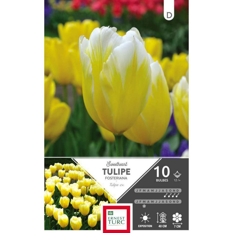 Bulbes de tulipes fosteriana 'Sweet Heart' - x10