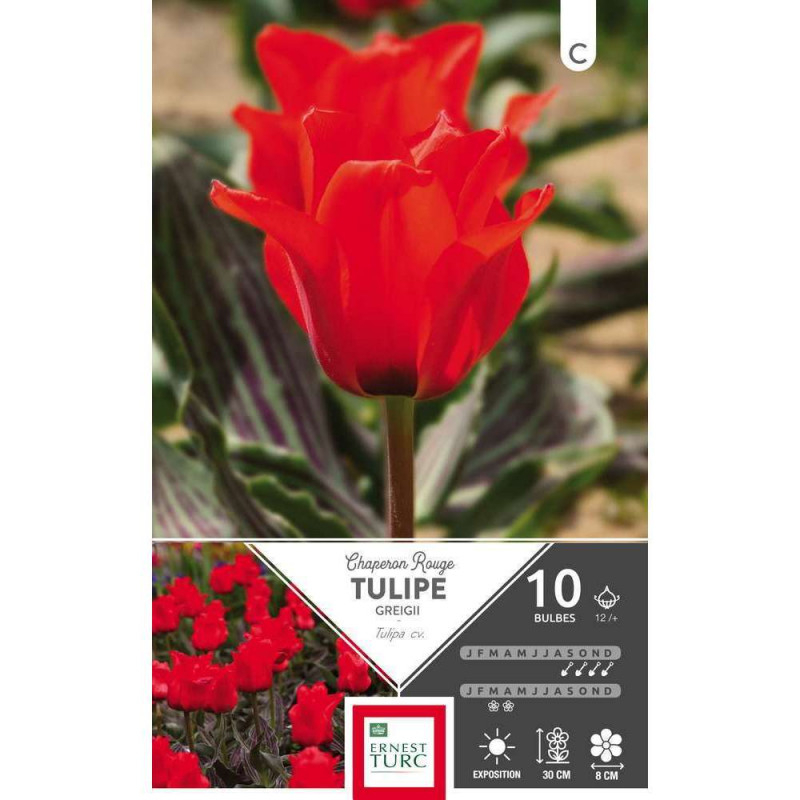 Bulbes de tulipes greigii 'Chaperon Rouge' - x10