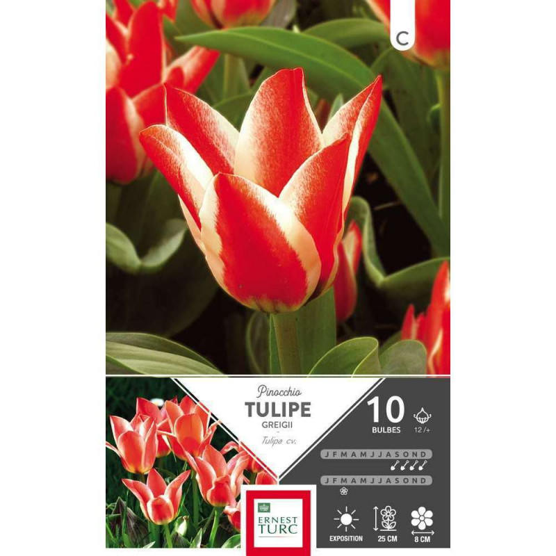 Tulipe Pinocchio