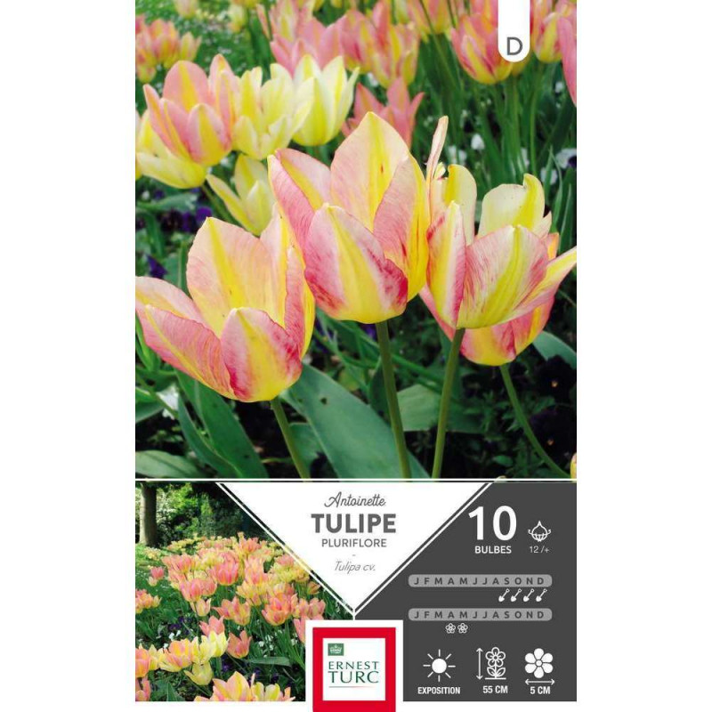 Bulbes de tulipes pluriflore 'Antoinette' - x10